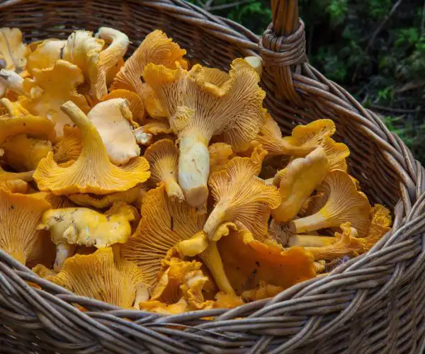 Gros plan sur un panier en osier rempli de girolles fraîches et charnues, prêtes à être cuisinées dans notre restaurant la Table de 3 à Bordeaux.